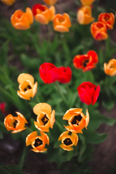 Крупним планом різнокольорові жовті і червоні тюльпани квіти в па — стокове фото