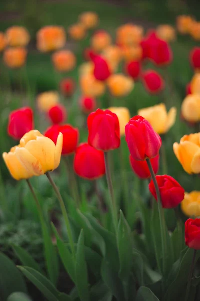 Gros plan de fleurs de tulipes jaunes et rouges multicolores dans le pa — Photo