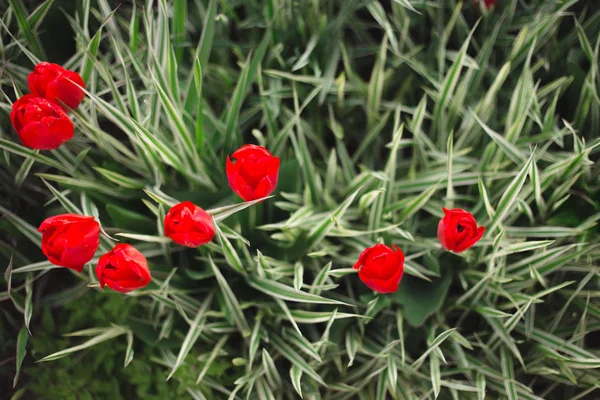 Крупним планом червоні тюльпани квіти серед трави і зелені — стокове фото