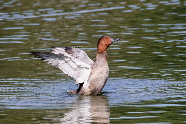 Gemeenschappelijke Pochard man — Stockfoto