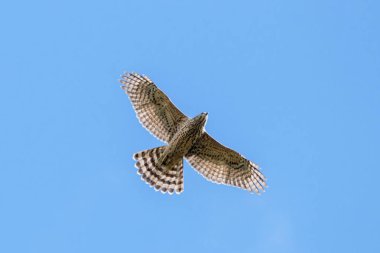 Genç kuzey çakır kuşu