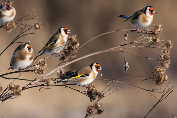 Finches dourados europeus na bardana . — Fotografia de Stock