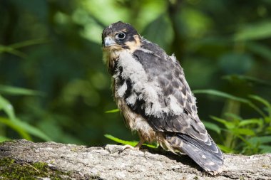 Genç hobi Şahin falco subbuteo