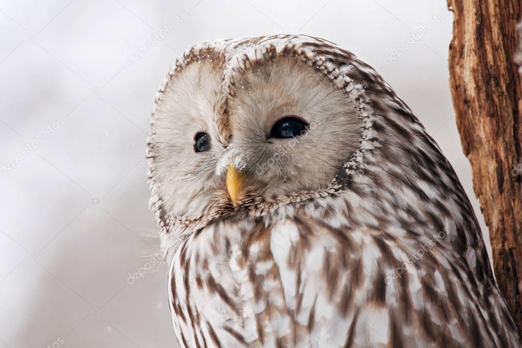 Ural owl strix uralensis portrait