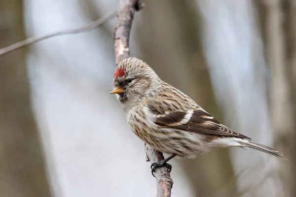 Rougeole commune acanthe flammée femelle sur branche — Photo