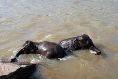 Banyo iki genç filler. Pinnawala Fil Yetimhanesi Sri Lanka