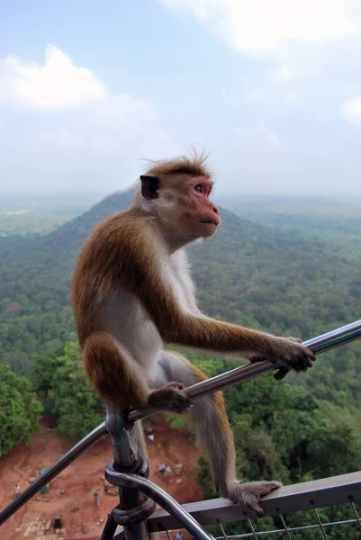 Monyet Toque Sri Lanka — Stok Foto