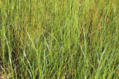 Uzun yeşil çim arka plan