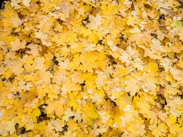 Fallen sonbahar sarı arka plan yaprakları