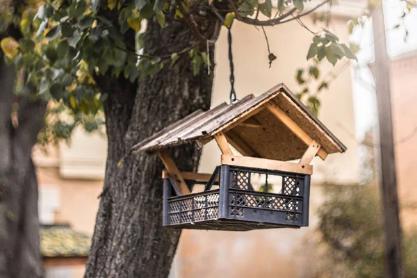 El yapımı kuş besleyici ağaç dalı asılı