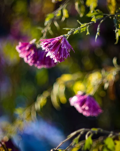 Kış sabahı erken saatlerde gece dondan kurtulan çiçekler