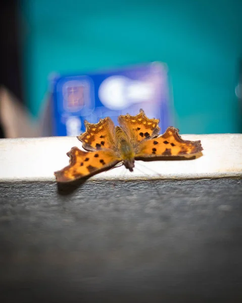 Turuncu benekli kelebek kapalı mobilya üzerinde oturan