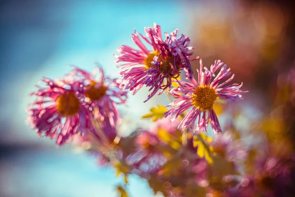Kış sabahı erken saatlerde gece dondan kurtulan çiçekler