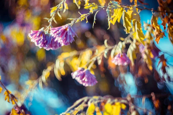 Kış sabahı erken saatlerde gece dondan kurtulan çiçekler