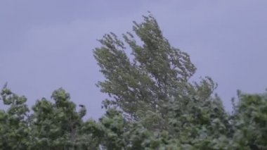 Fırtına öncesi rüzgarla sarsılan ağaçlar