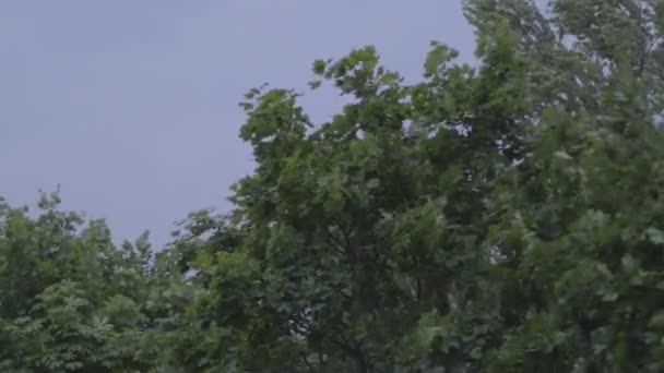 Деревья трясутся от ветра перед бурей — стоковое видео