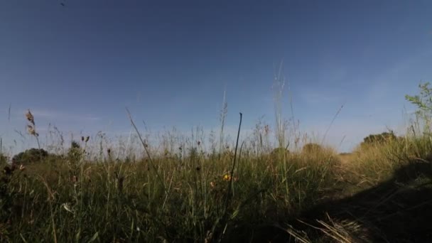 穿着蓝色长袍和黑色背包的女孩在阳光灿烂的夏日漫步在夏日的田野里 — 图库视频影像