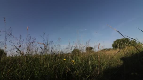 Menina em azul pareo e mochila preta caminhando campo de verão em um dia ensolarado — Vídeo de Stock
