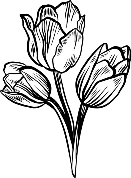 Bukiet Trzech Tulipanów Stylu Drapania Ilustracja Wektora Rysunku Imitacja Stylu — Wektor stockowy