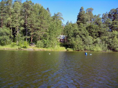 Güçlü ağaçlar Valaam adasının sahilleri büyümeye. Harika adanın Valaam göl Lodozhskoye, Karelya üzerinde yer alır. Balam - cennete bir adım.