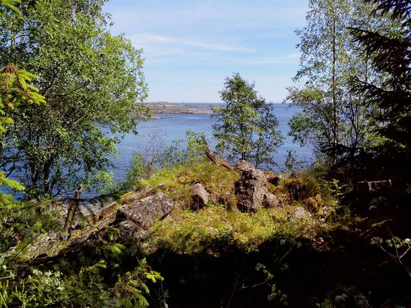 強大な木は、ヴァラーム島の海岸に沿って成長します。ヴァラームは湖 Lodozhskoye、カレリアにある素晴らしい島です。バラム - 天国へのステップ. — ストック写真