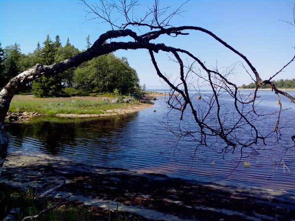 Bolshoy Solovetsky adanın kuzey kesiminde yaz güneşli gün, Solovetsky adalar, Rusya üzerinde beyaz deniz kıyısı. — Stok fotoğraf