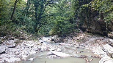 Bulutlu bir günde yoğun bir yeşil orman tropik. Şimşir yaprakları, bir kelebek kutusunu ağaç güve cudalima perspectalis yok olmadan. Ekolojik felaket Yew ve Şimşir Grove, Sochi, Rusya Federasyonu.