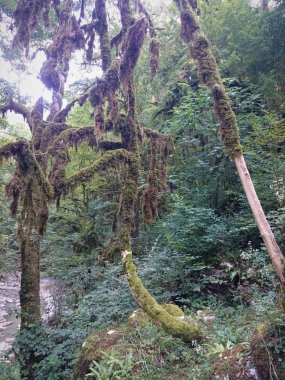 Bulutlu bir günde yoğun bir yeşil orman tropik. Şimşir yaprakları, bir kelebek kutusunu ağaç güve cudalima perspectalis yok olmadan. Ekolojik felaket Yew ve Şimşir Grove, Sochi, Rusya Federasyonu.