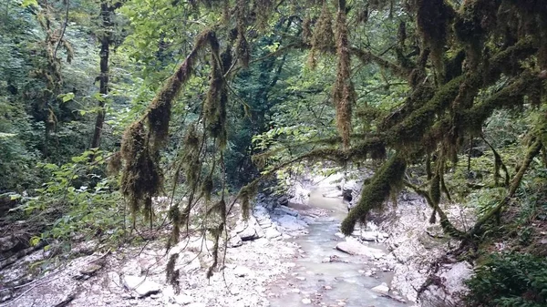 Bulutlu bir günde yoğun bir yeşil orman tropik. Şimşir yaprakları, bir kelebek kutusunu ağaç güve cudalima perspectalis yok olmadan. Ekolojik felaket Yew ve Şimşir Grove, Sochi, Rusya Federasyonu.