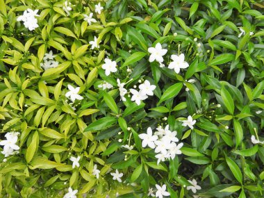 Fotoğraf arka planda yeşil planı, orta tropik çiçekler.