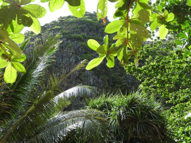 Phuket Tayland ormanlarda açık bir günde yeşil çalılıkları.