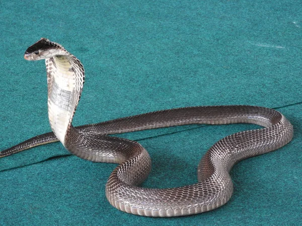 Διαφορετικά τα φίδια μέση σχέδιο σε μπλε φόντο με τη διαδικασία drisserovki. — Φωτογραφία Αρχείου