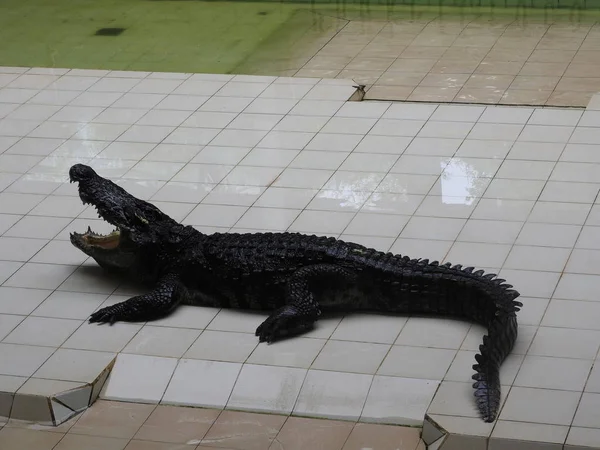 Stor och gammal krokodiler i färd med att utbildning i paviljongen, Thailand — Stockfoto