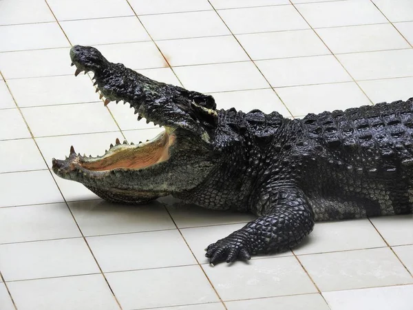 Большие и старые крокодилы в процессе тренировки в павильоне, Таиланд — стоковое фото