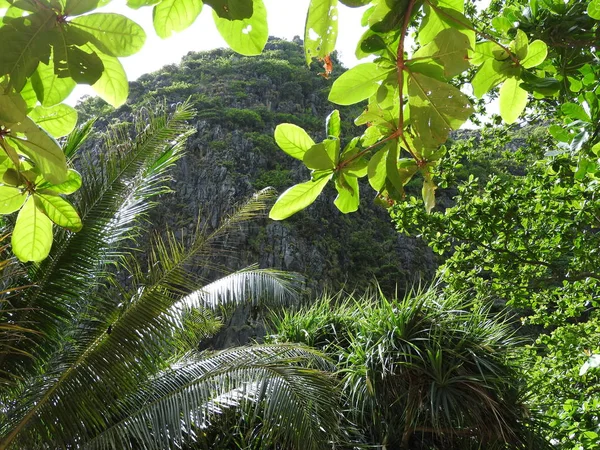 Phuket Tayland ormanlarda açık bir günde yeşil çalılıkları.