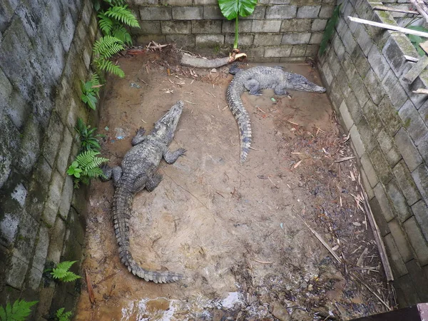 Stor och gammal krokodiler i färd med att utbildning i paviljongen, Thailand — Stockfoto