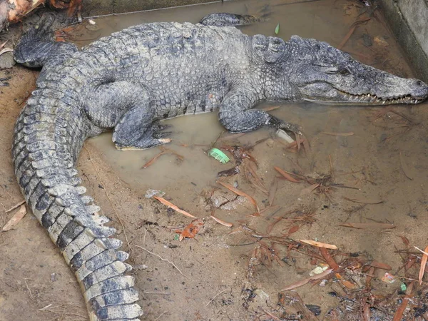Stor och gammal krokodiler i färd med att utbildning i paviljongen, Thailand — Stockfoto