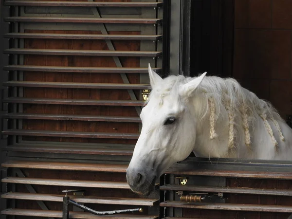 Caballo lipizzaner mirando hacia fuera del establo en Viena — Foto de Stock