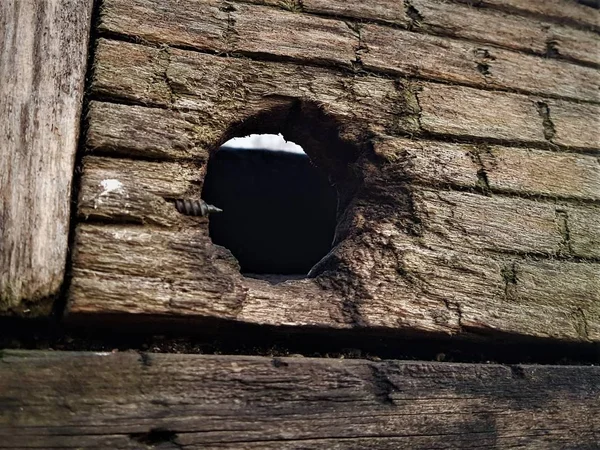 Houten birdhouse, op een boom in het najaar, in de stijl van het Huis Amsterdam, in Rusland in het landgoed Kuskovo — Stockfoto