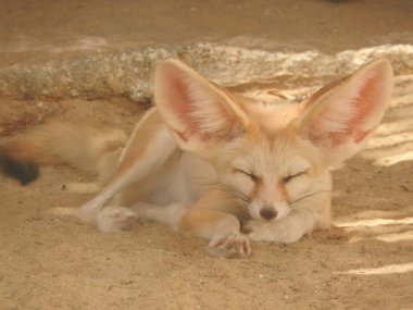Vahşi Fox'ta Tunus kum sıcak bir gün temizleyin.