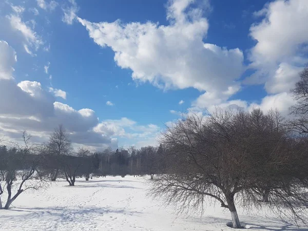 Paesaggio invernale, alberi nella neve contro il cielo blu tra le nuvole . — Foto Stock