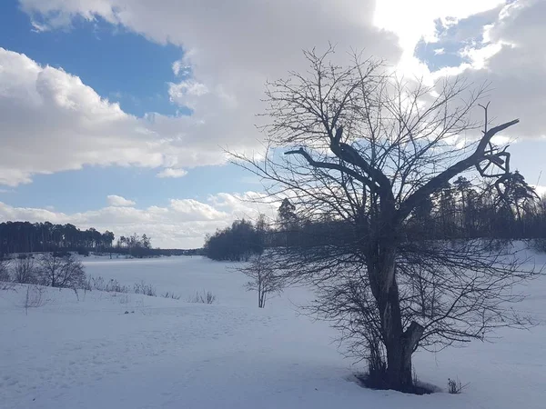 Paesaggio invernale, alberi nella neve contro il cielo blu tra le nuvole . — Foto Stock