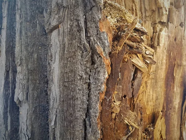 Texture units of the cortex and of the cut of a felled tree.