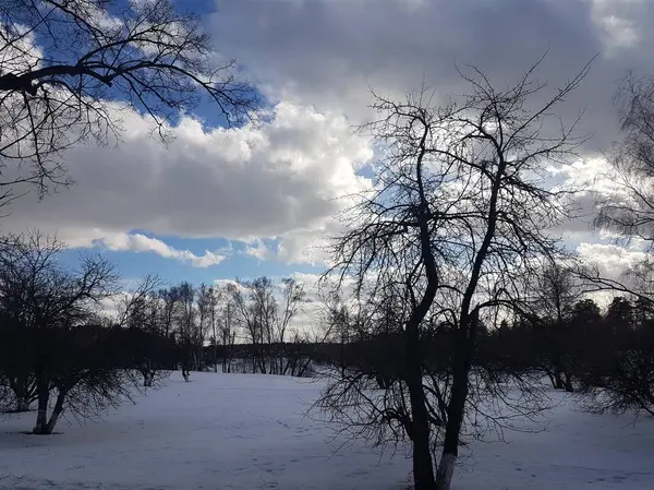 Winter landscape, trees in the snow against the blue sky in the clouds. — Stock Photo, Image