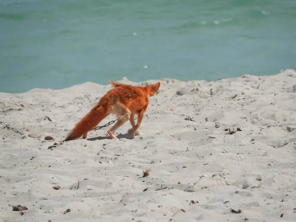 Raposa selvagem na areia na Tunísia em um dia claro quente . — Fotografia de Stock