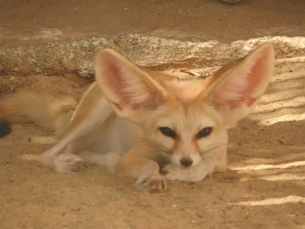 Wildfuchs auf dem Sand in Tunis an einem heißen, klaren Tag. — Stockfoto