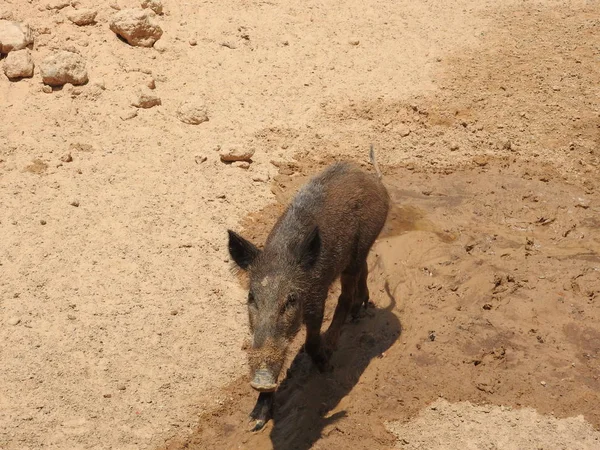 Wildschweine laufen auf Sand, Afrika, klarer Tag. — Stockfoto