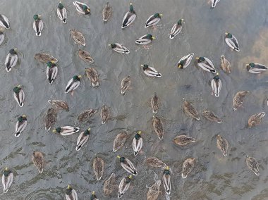 Ördekler üstten görünüm kış nehirde yüzmek