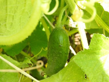 Domates salatalık bitkiler bitkisel seralarda bitkiler.