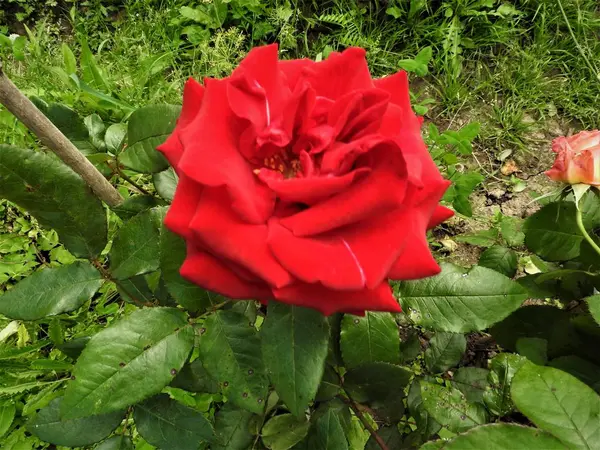 Red rose against a backdrop of green meadow grass — Stock Photo, Image